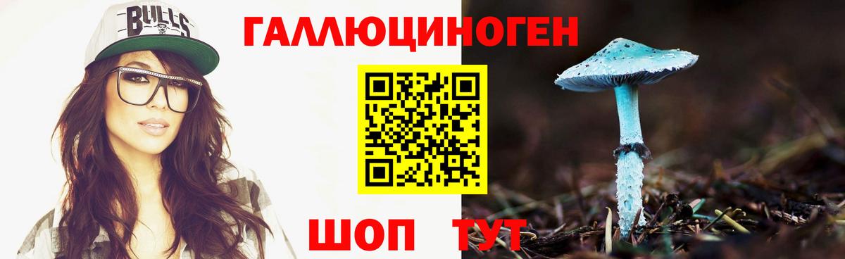 Галлюциногенные грибы Psilocybe Буйнакск